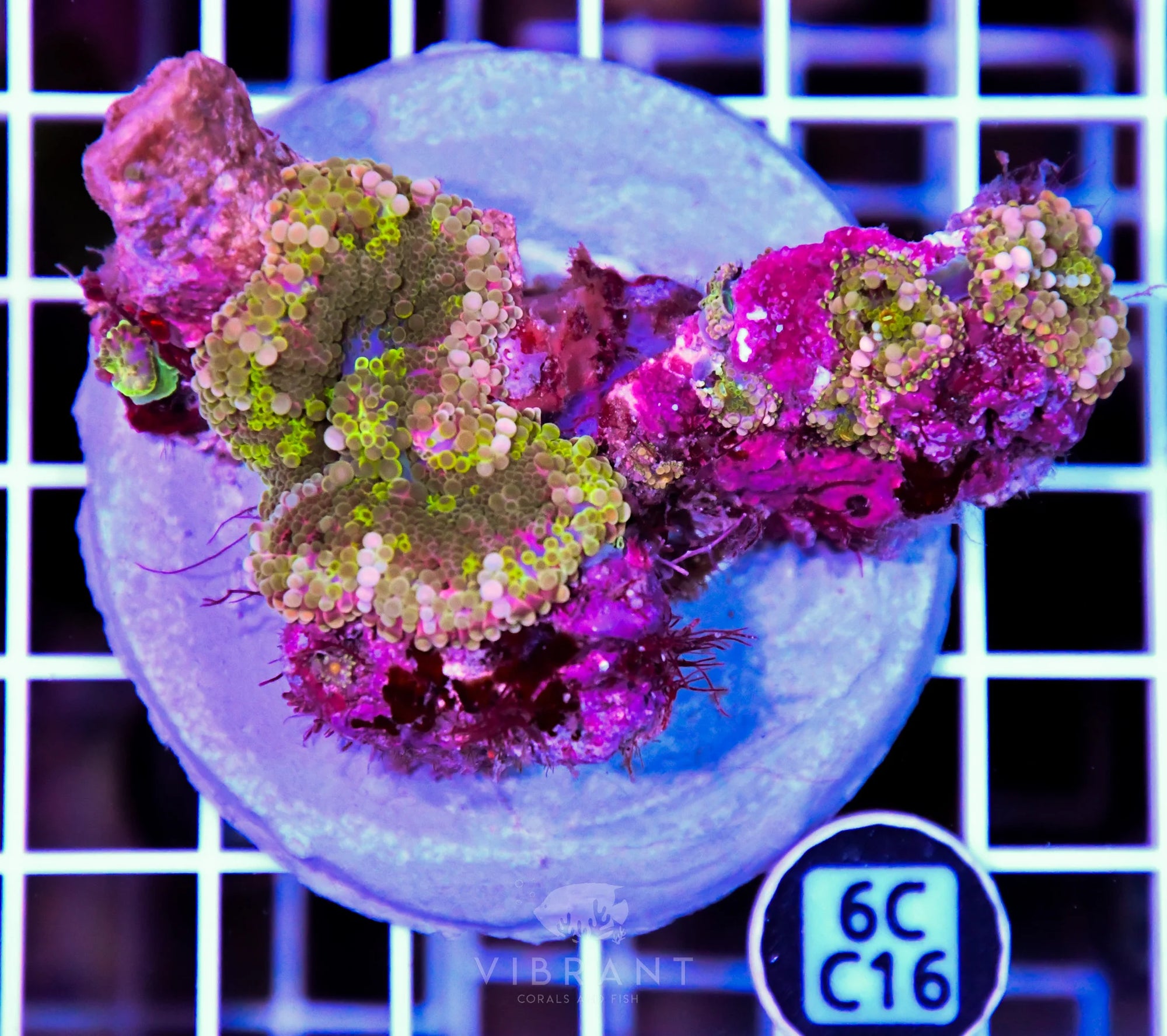 Mushroom INDO