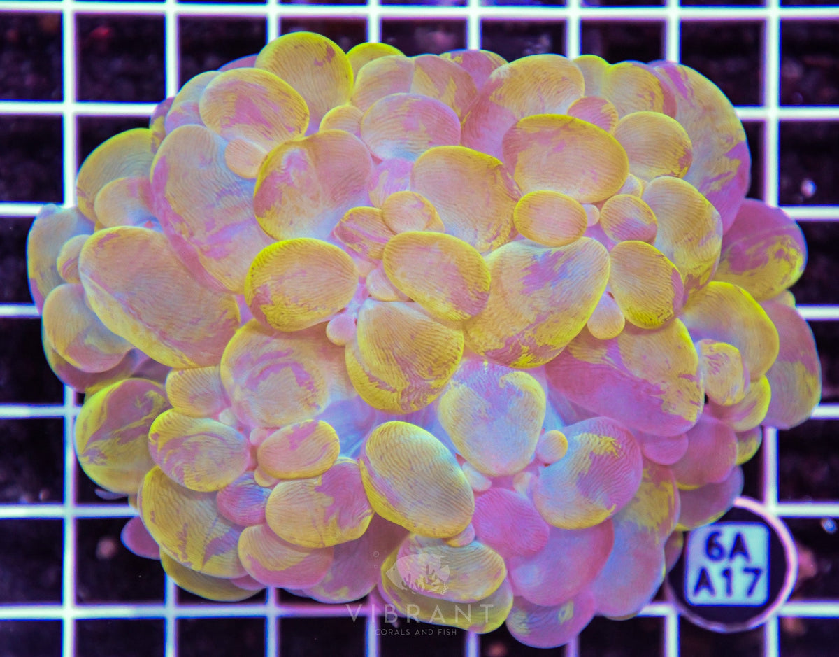 Bubble Coral INDO