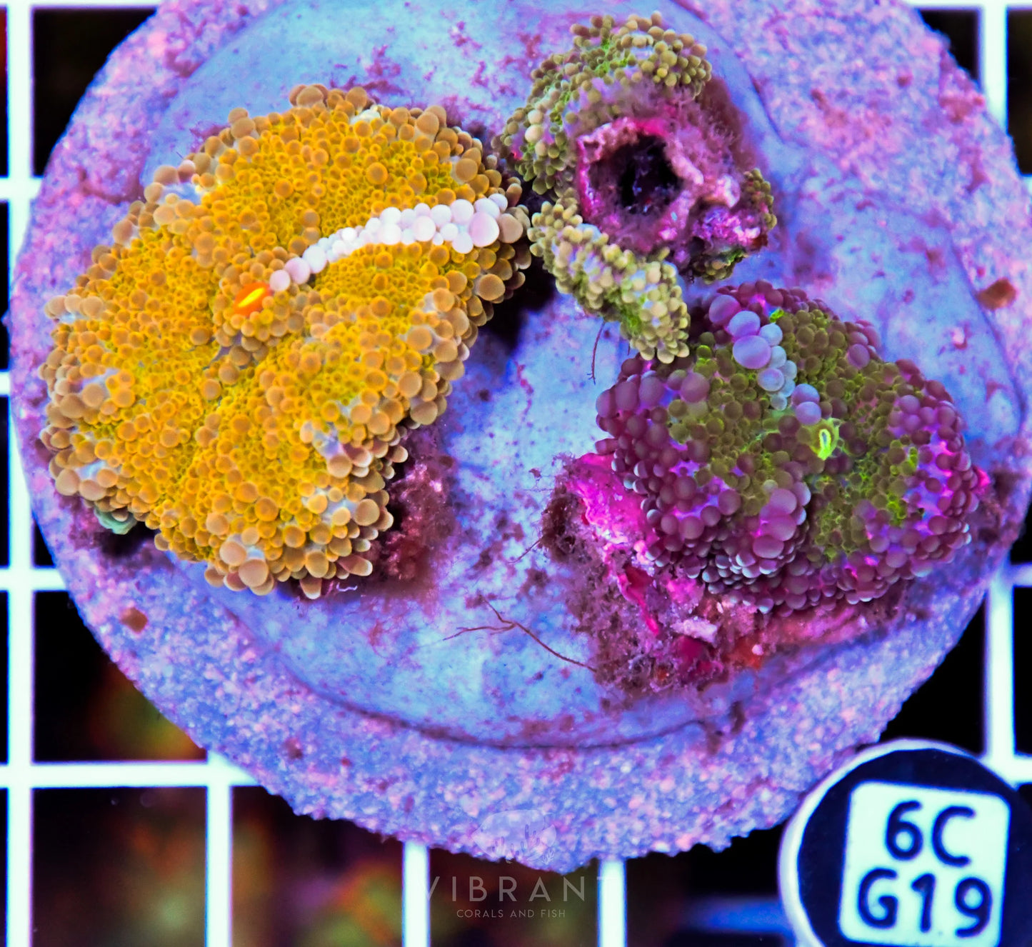 Mushroom INDO