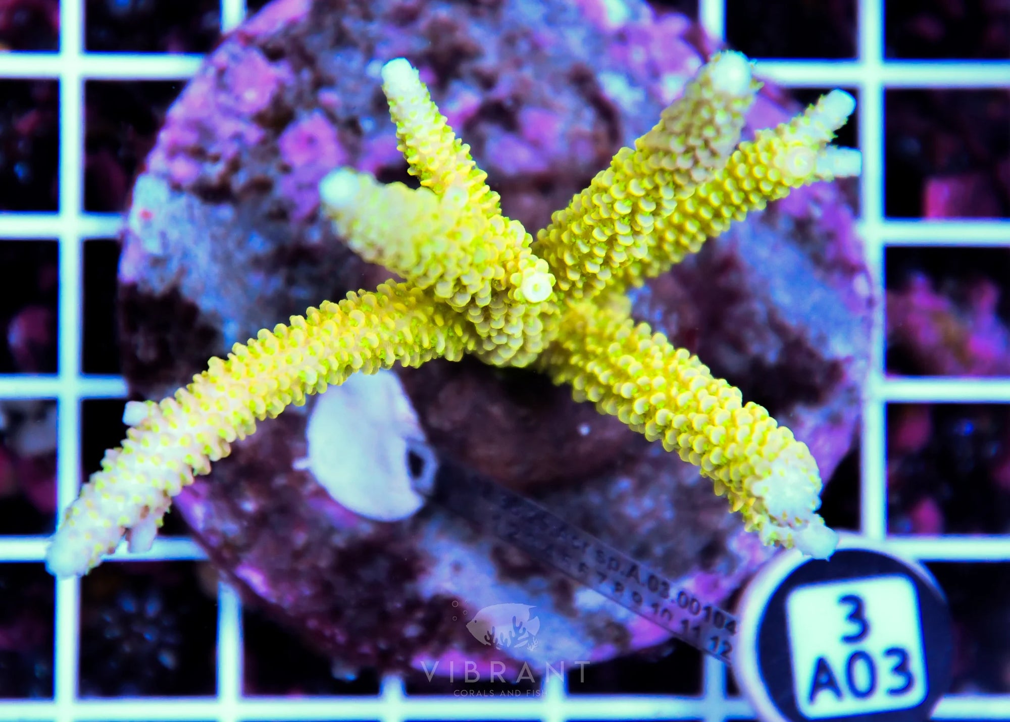 Acro INDO