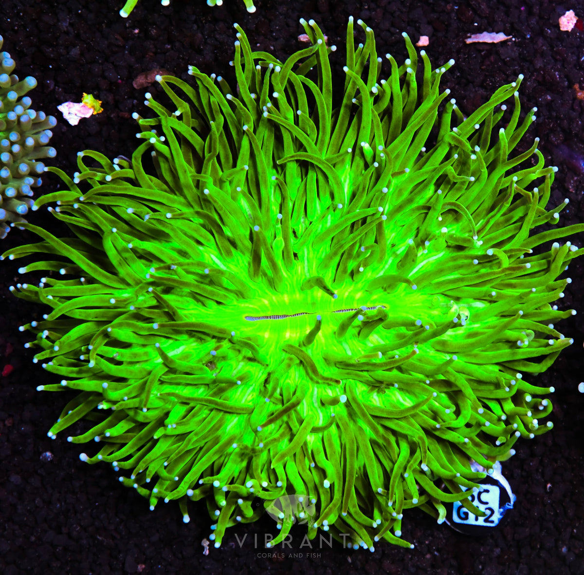 Heliofungia AUS