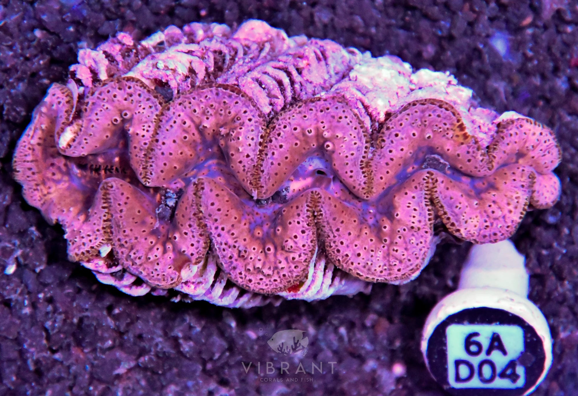 Clam NINGALOO