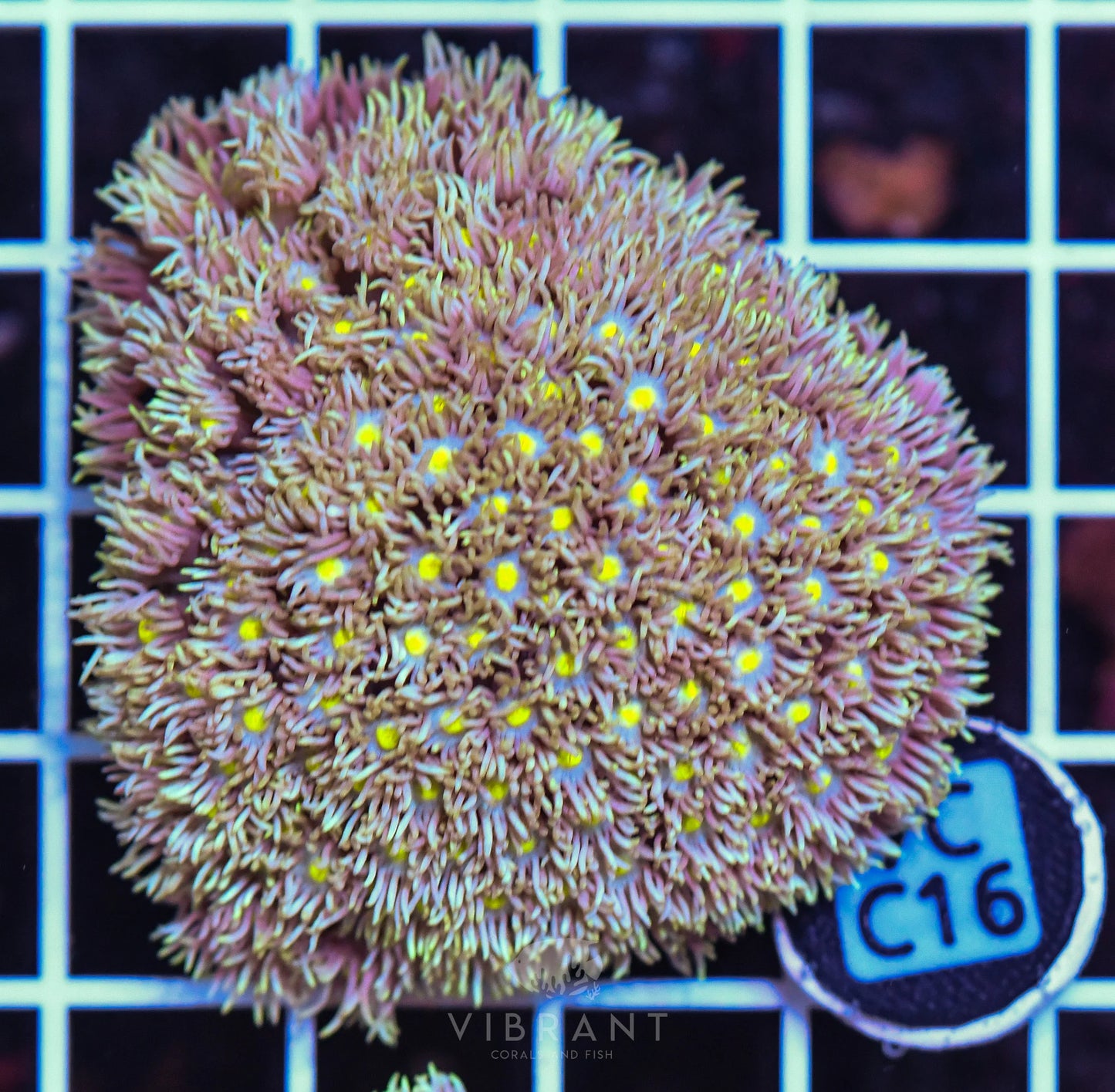 Goniopora WAUS
