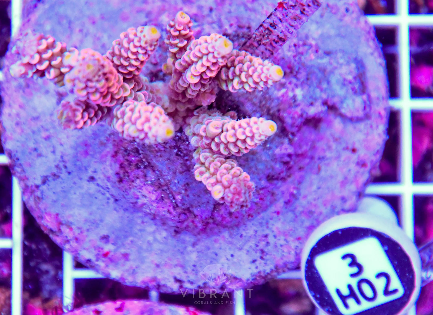 Acro INDO