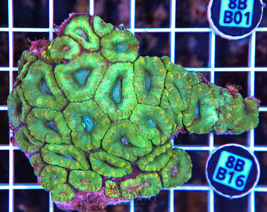 Micromussa WAUS