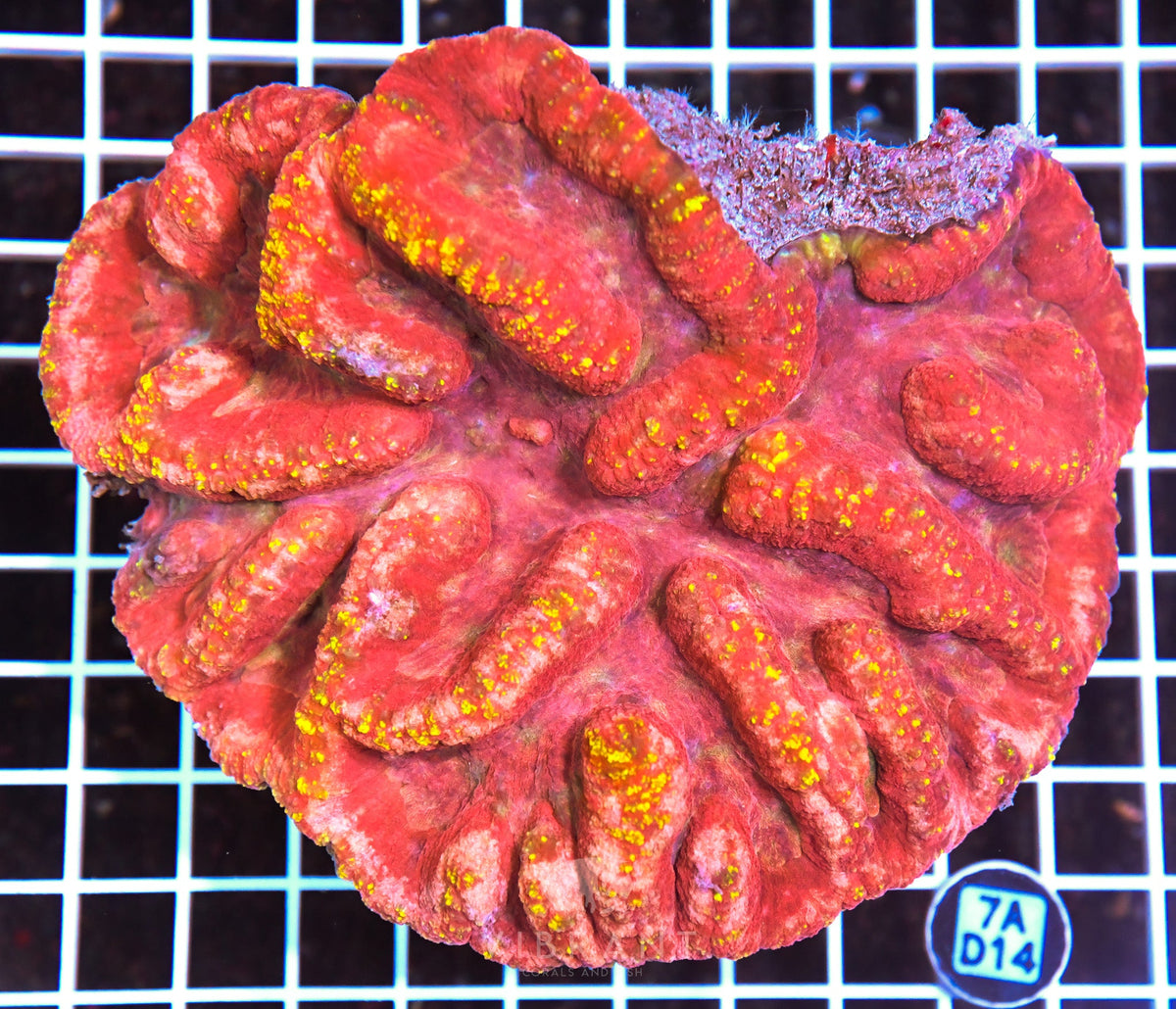 Symphyllia INDO