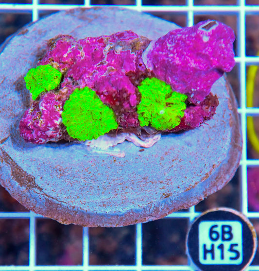 Mushroom INDO