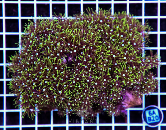 Star Polyp INDO W