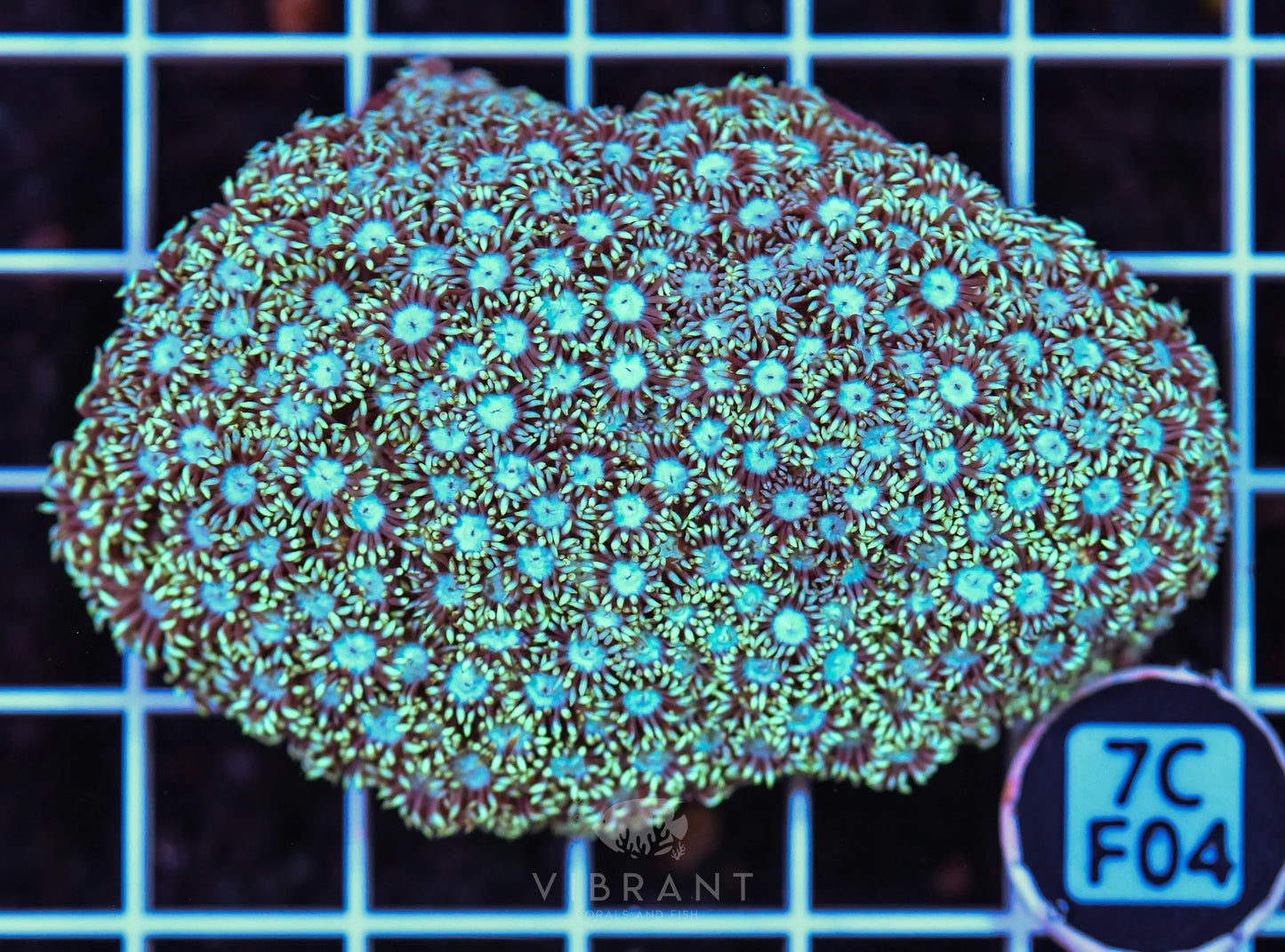 Goniopora WAUS