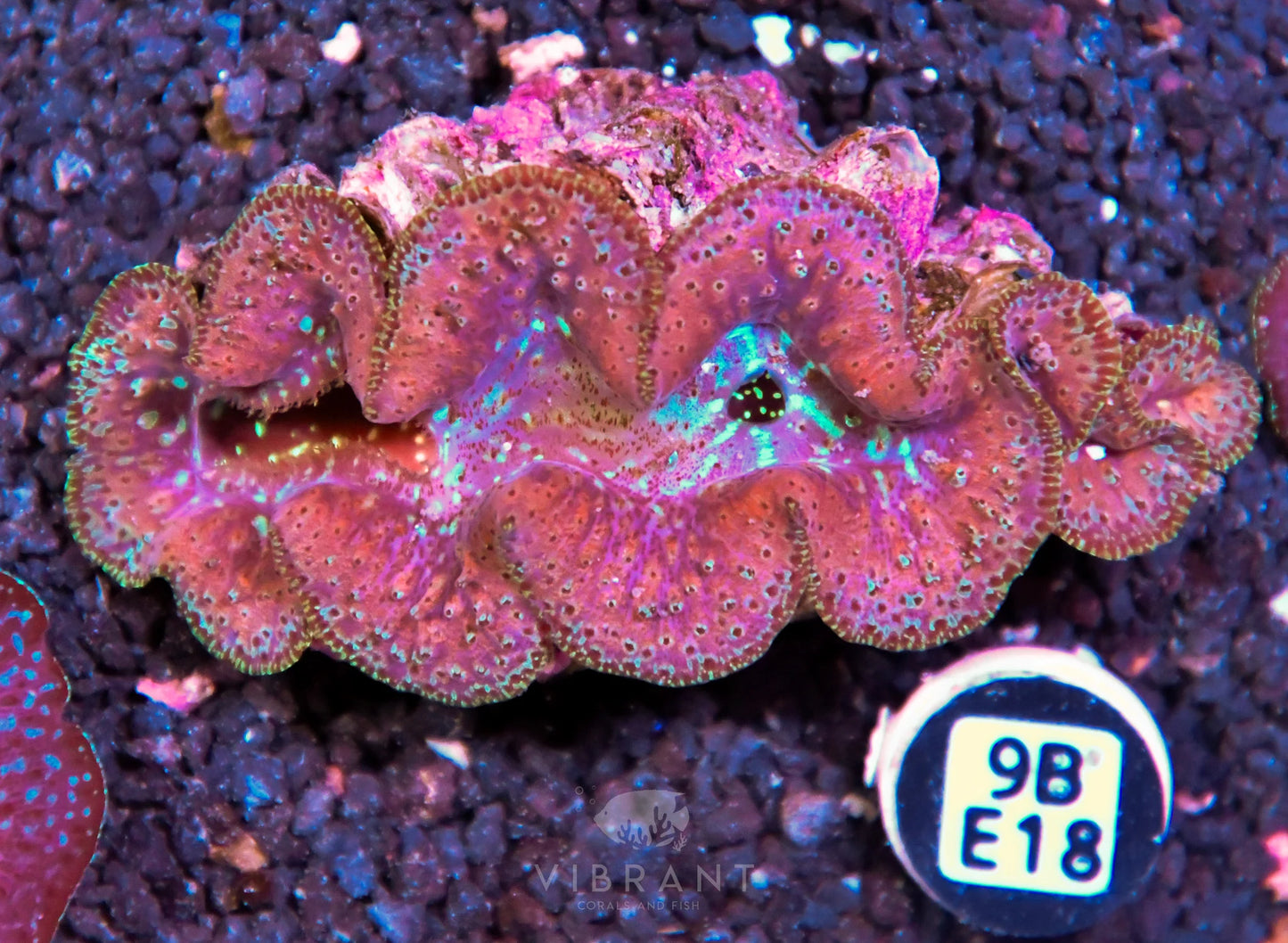Clam NINGALOO