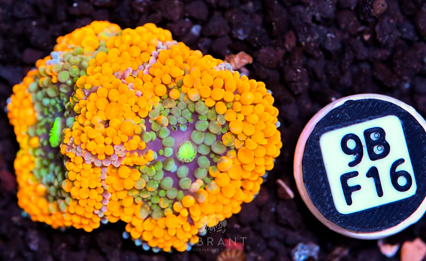 Ricordea Mushroom