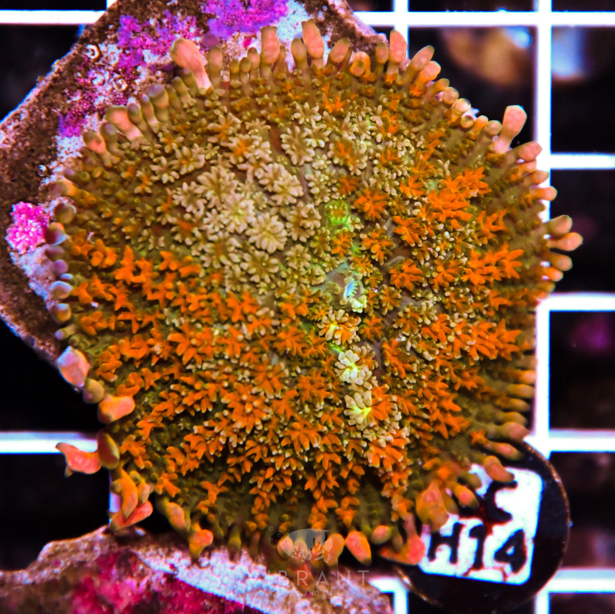 Mushroom INDO