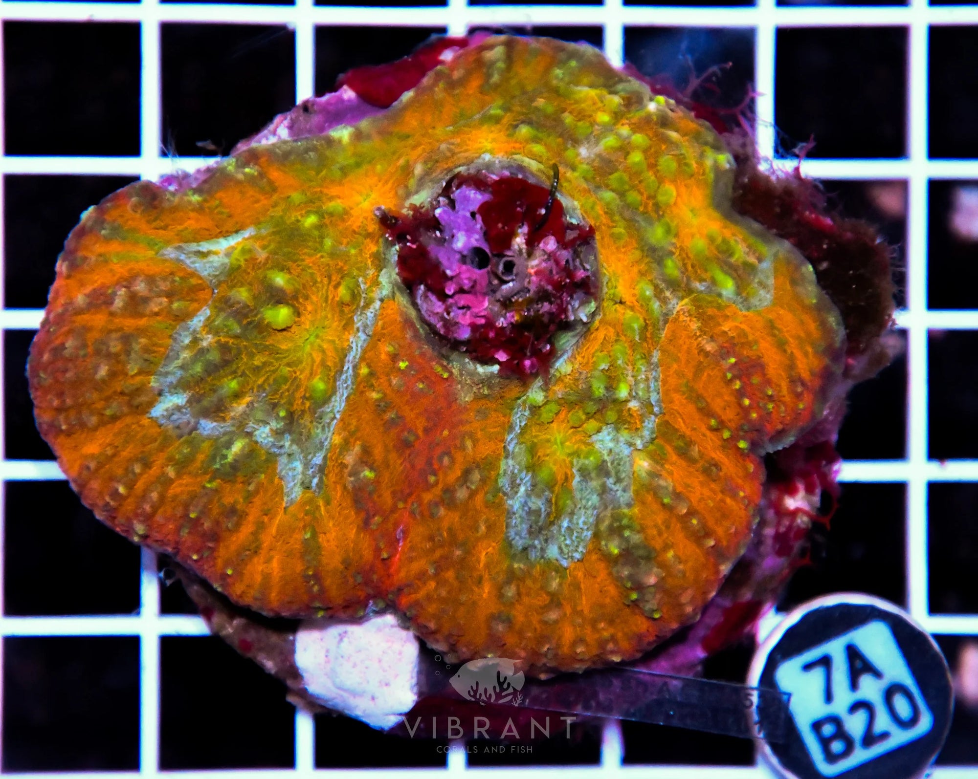 Symphyllia INDO