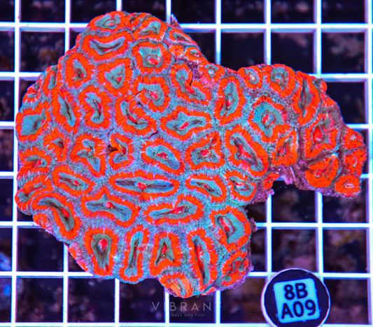 Micromussa WAUS