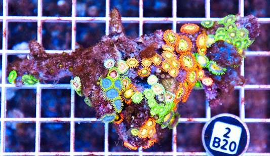 Zoa AUS