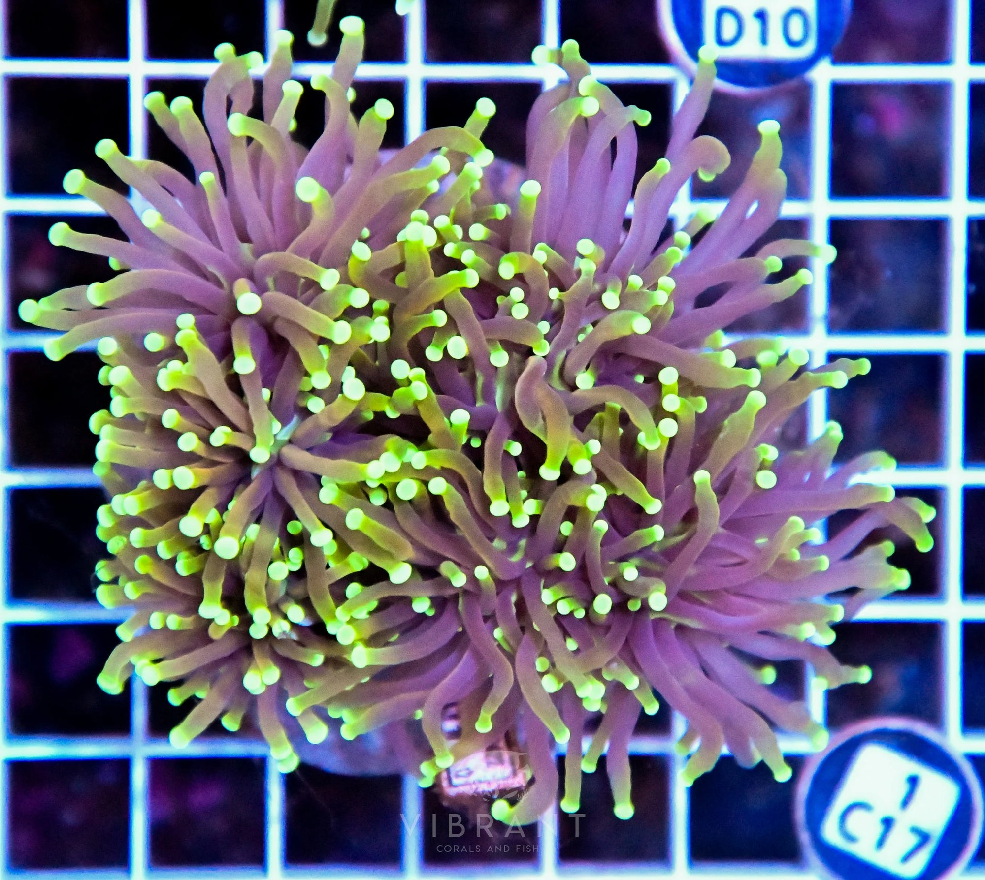 Torch INDO Colony