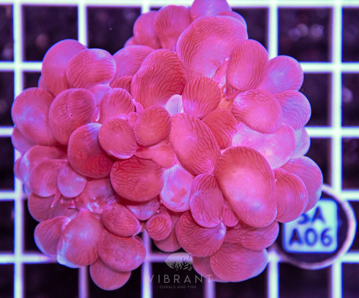 Bubble Coral AUS