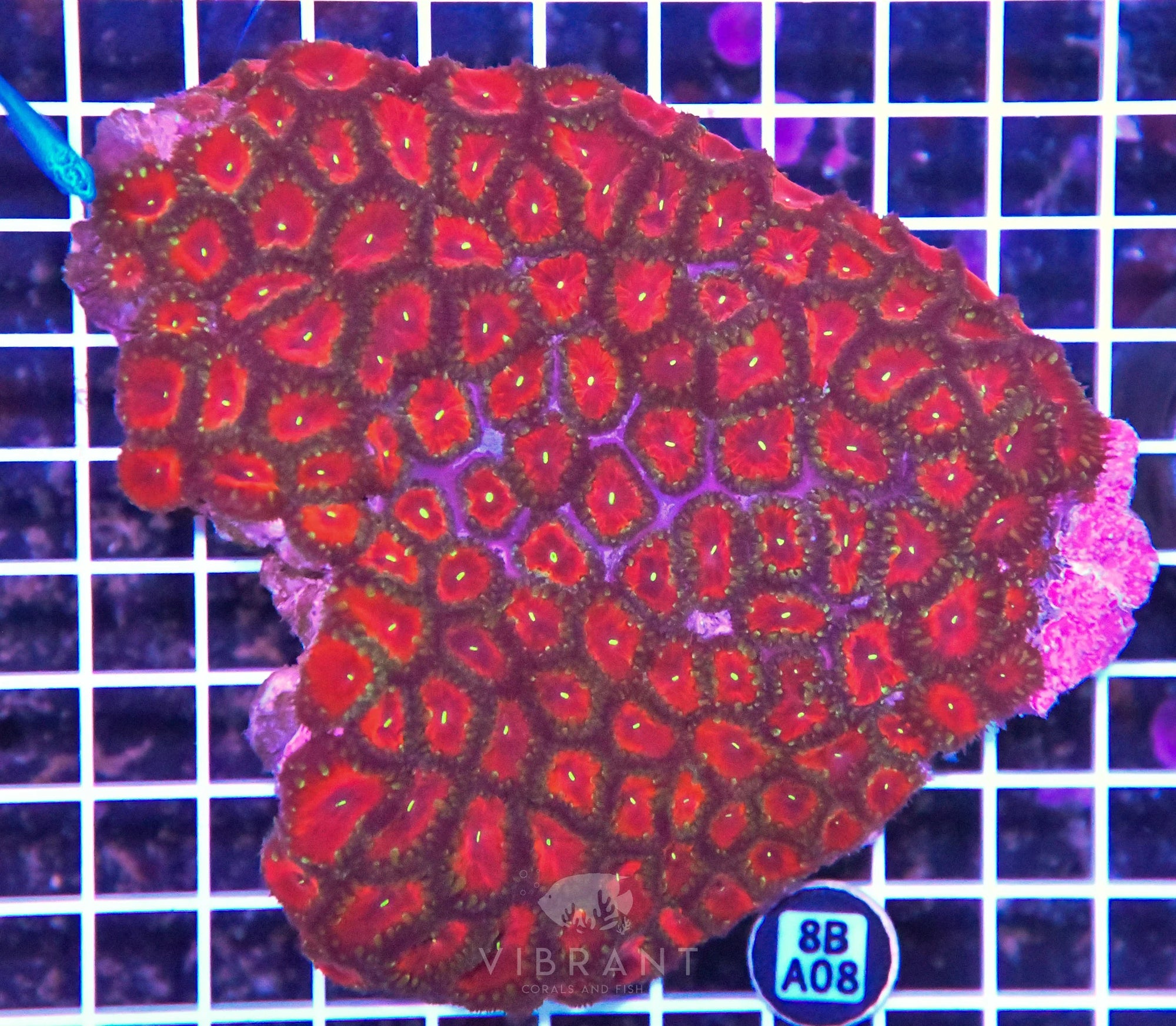 Blasto INDO W