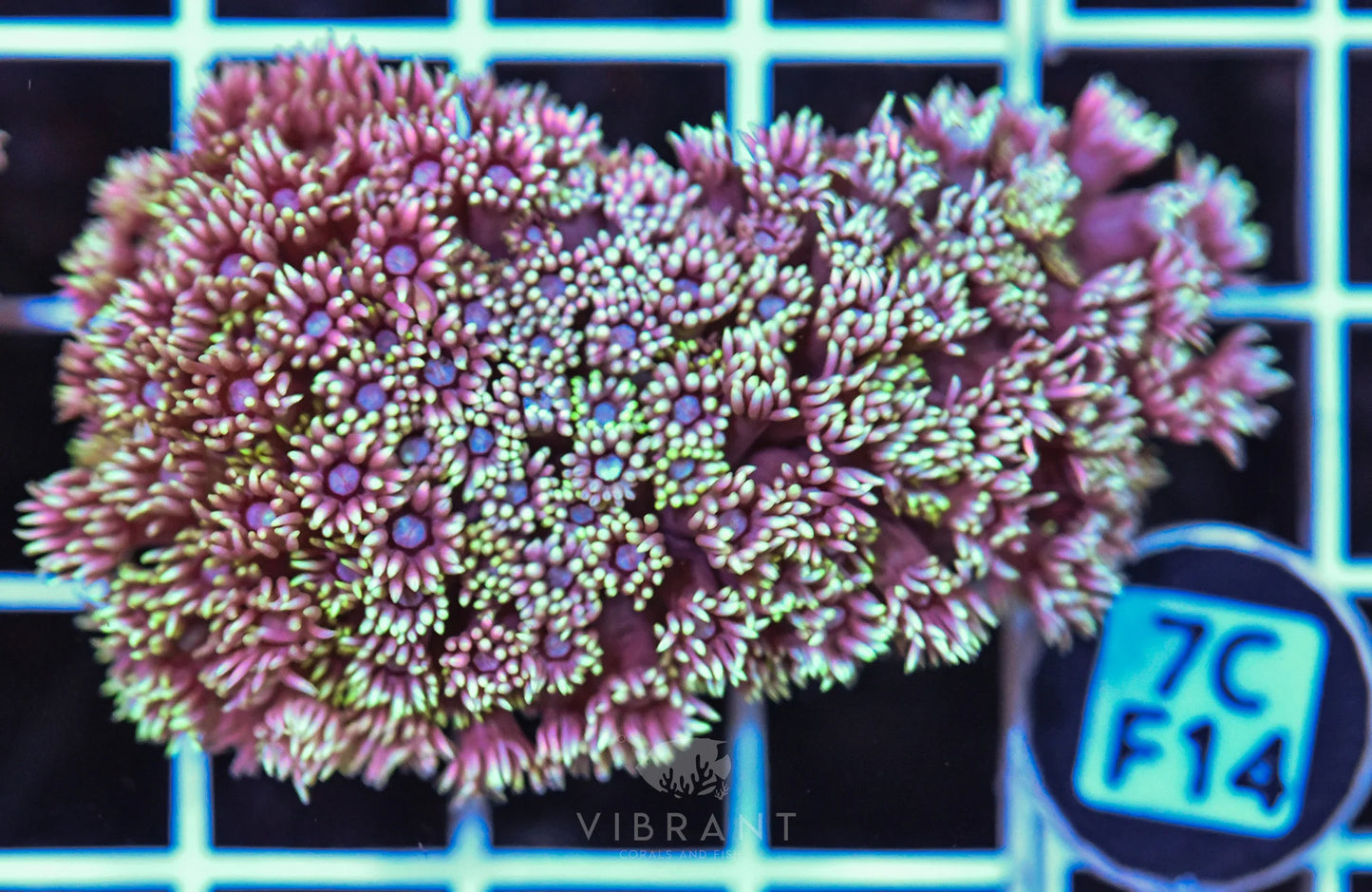Goniopora WAUS