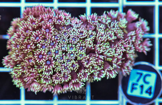 Goniopora WAUS
