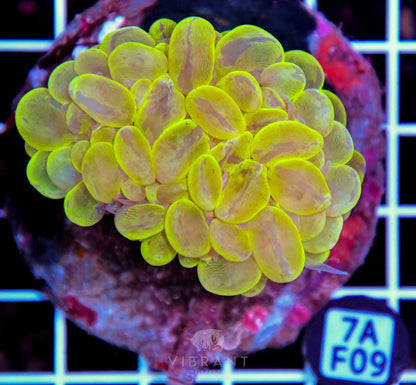 Bubble Coral INDO