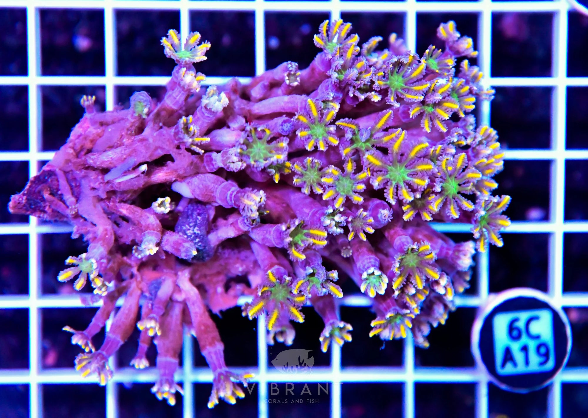 Clove Polyp INDO W