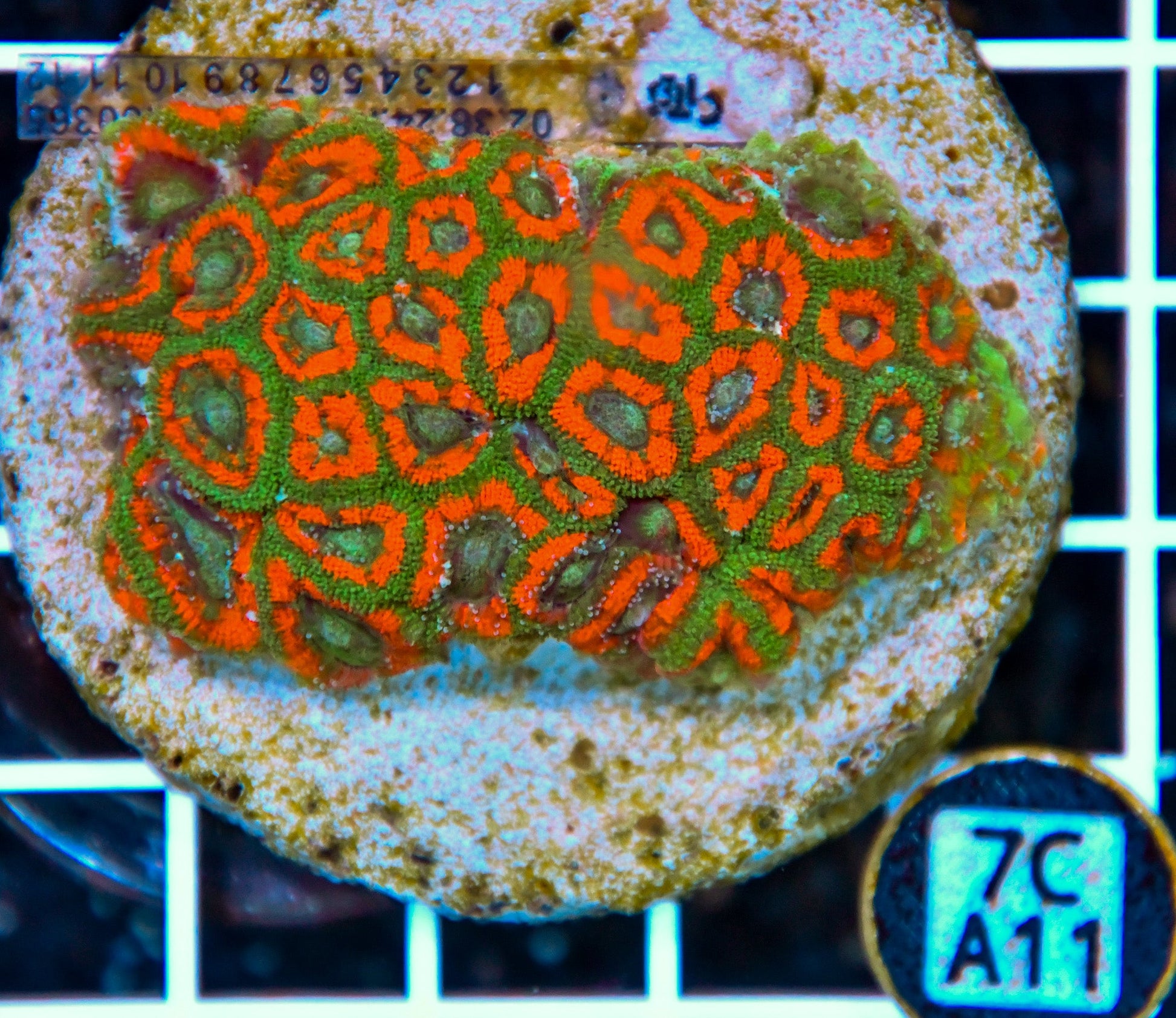 Micromussa INDO