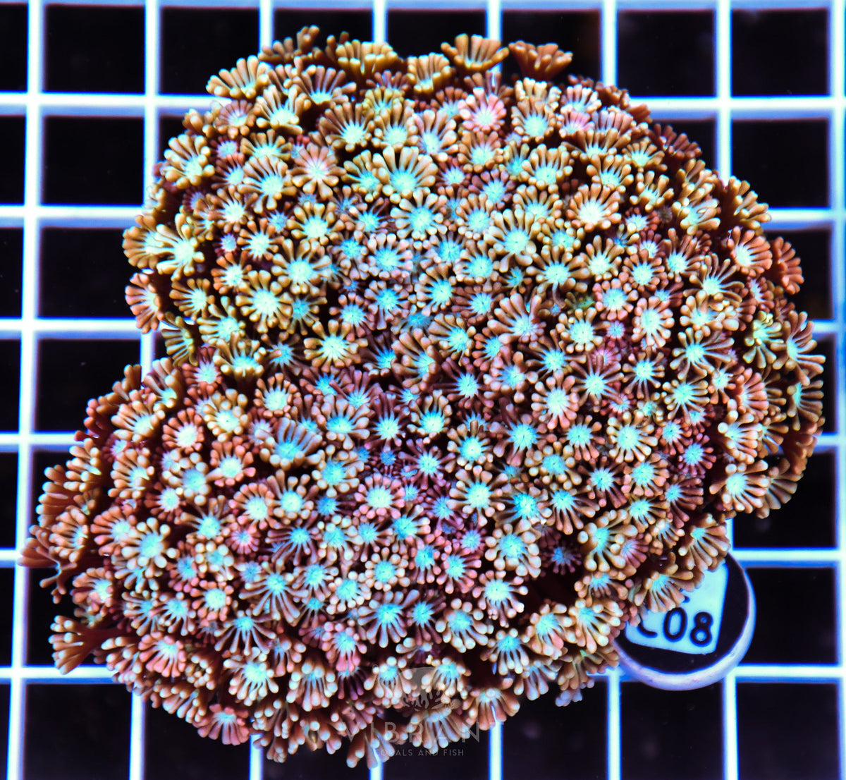 Alveopora AUS