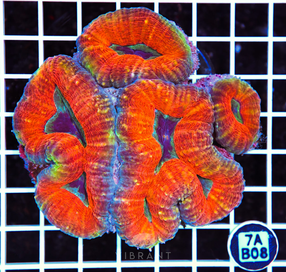 Lobophyllia AUS