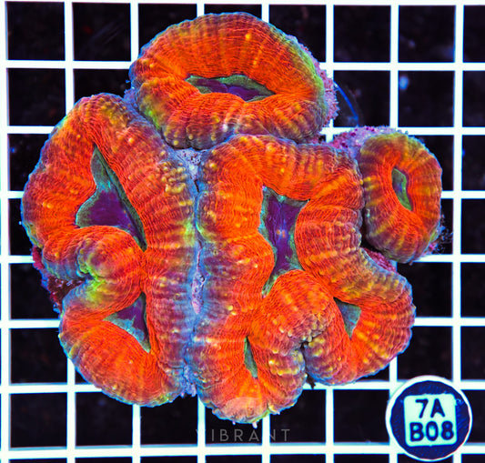 Lobophyllia AUS