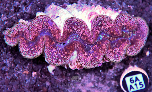 Clam NINGALOO