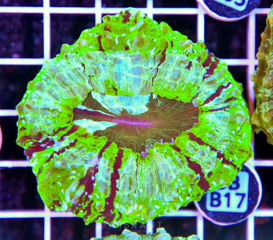 Acanthophyllia AUS