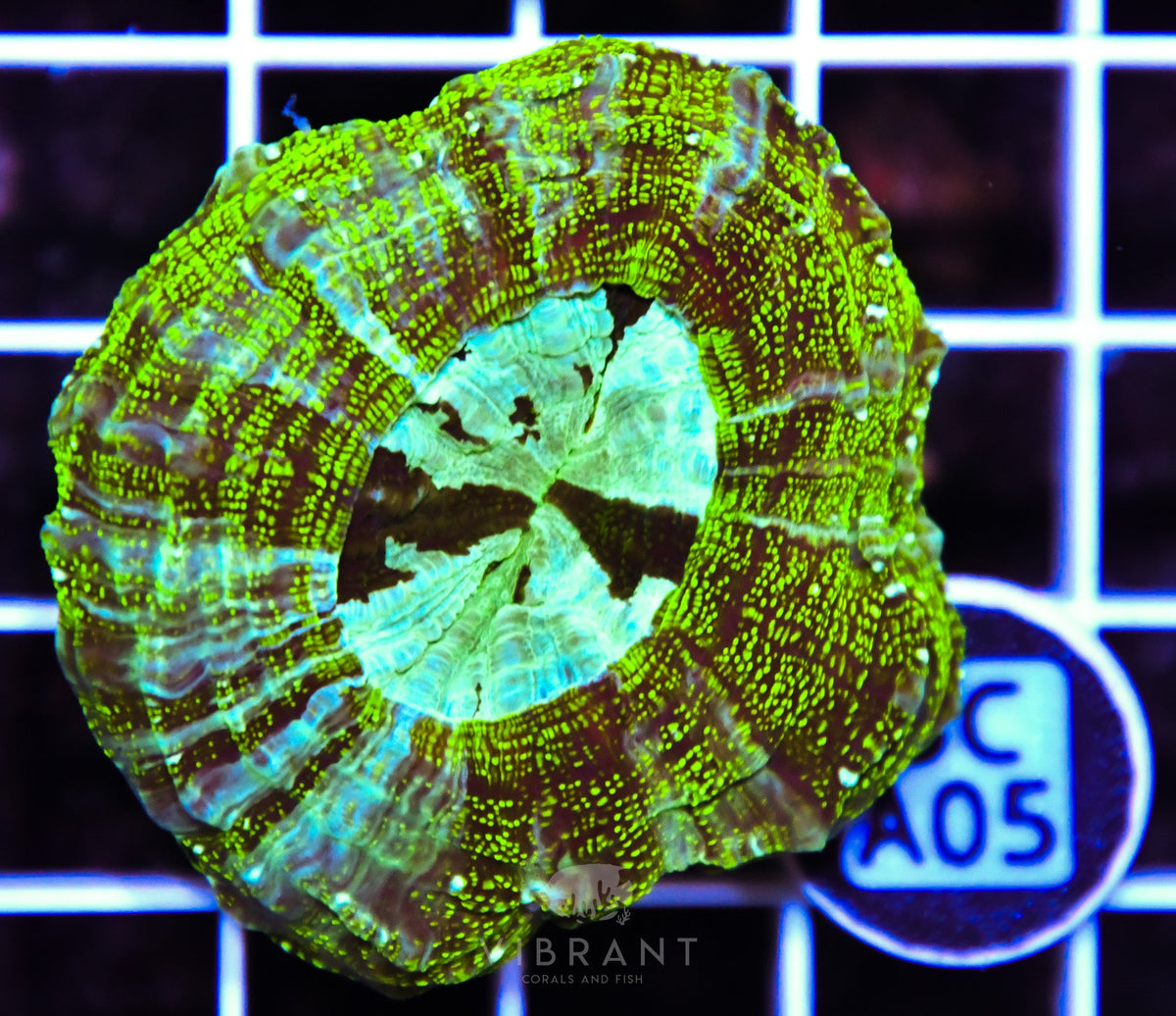 Acanthophyllia AUS