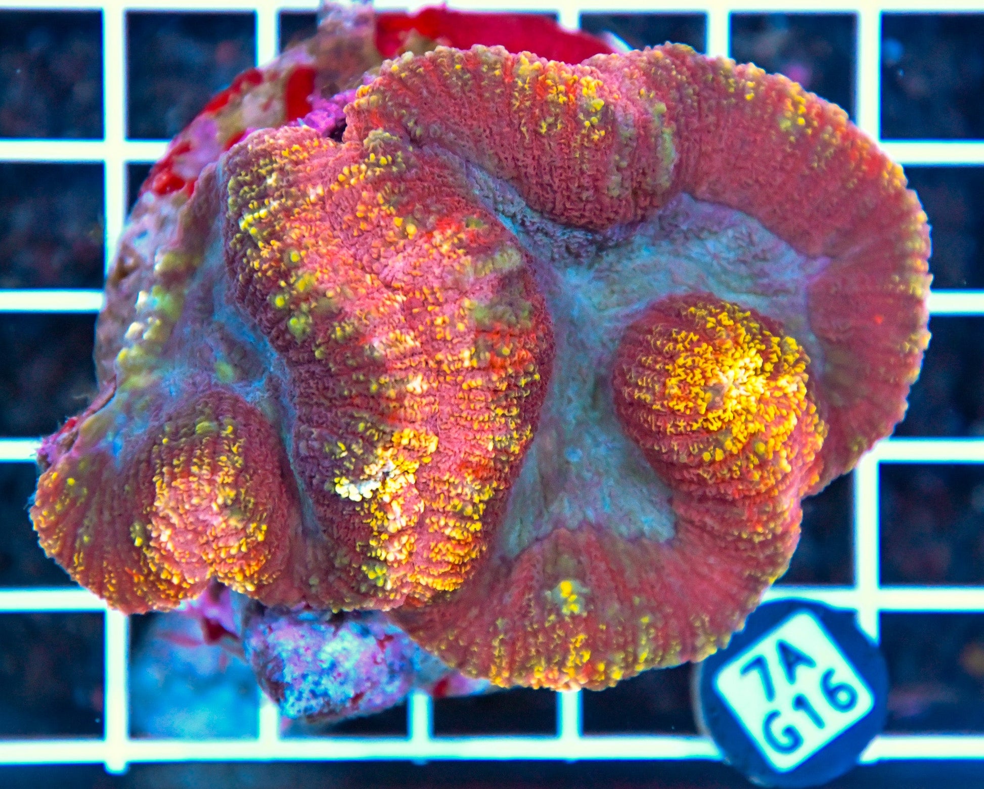 Symphyllia INDO