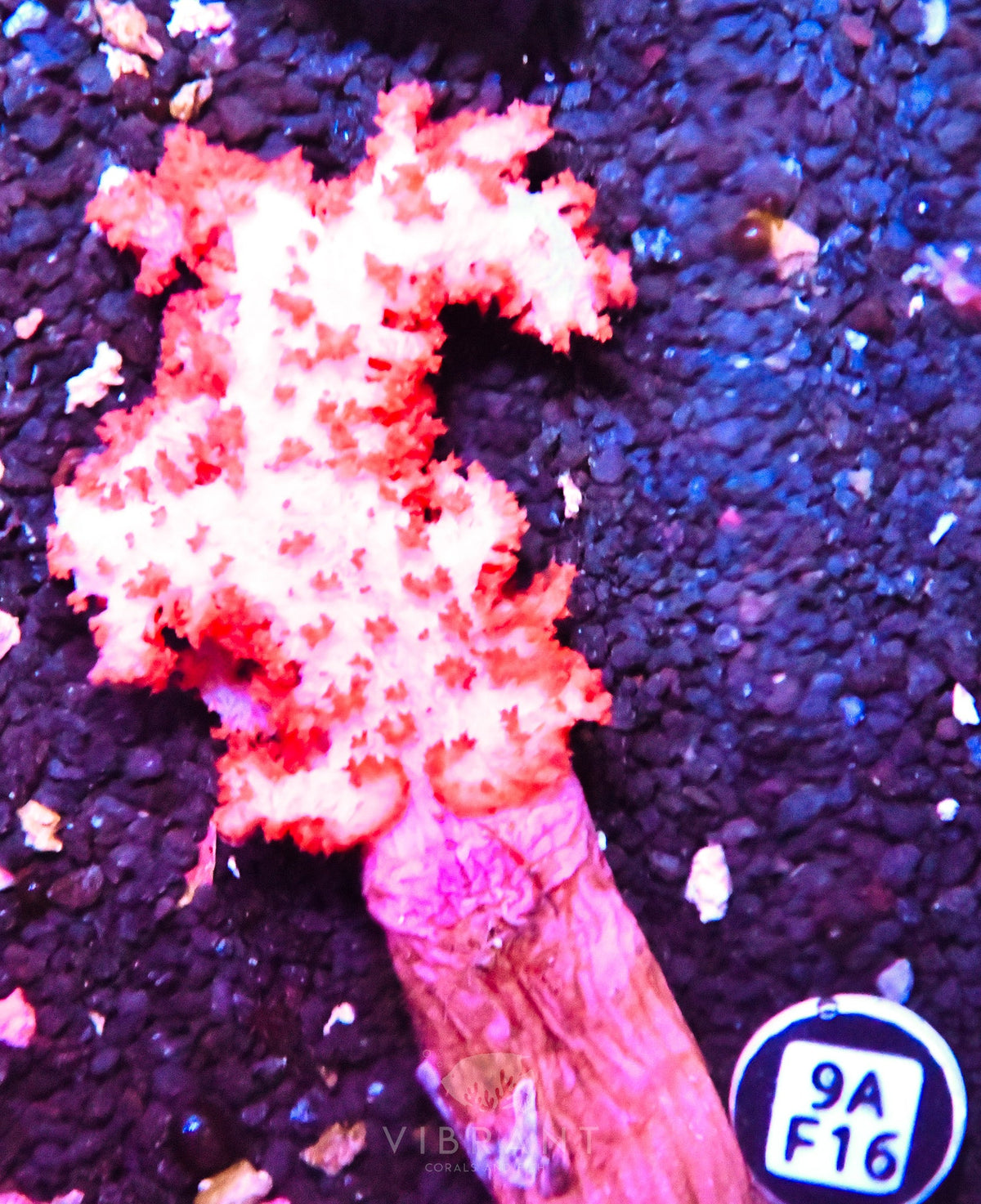 Carnation Coral INDO W
