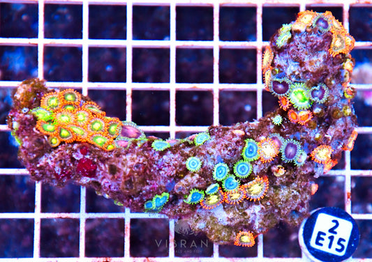 Zoa AUS