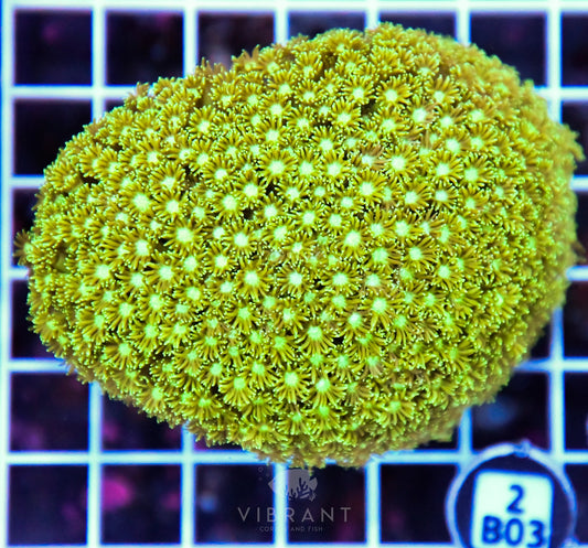 Goniopora AUS