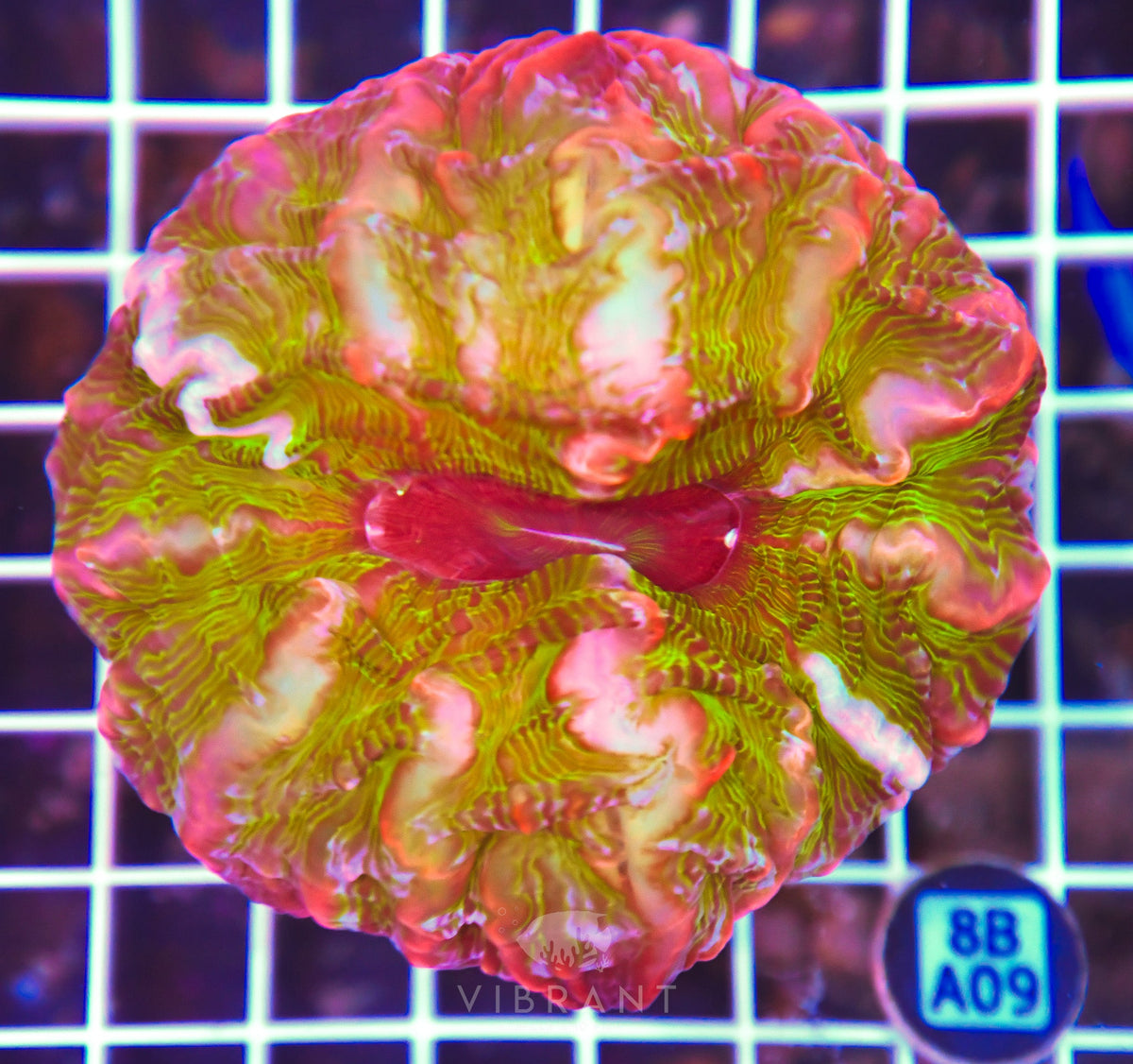 Indophyllia INDO
