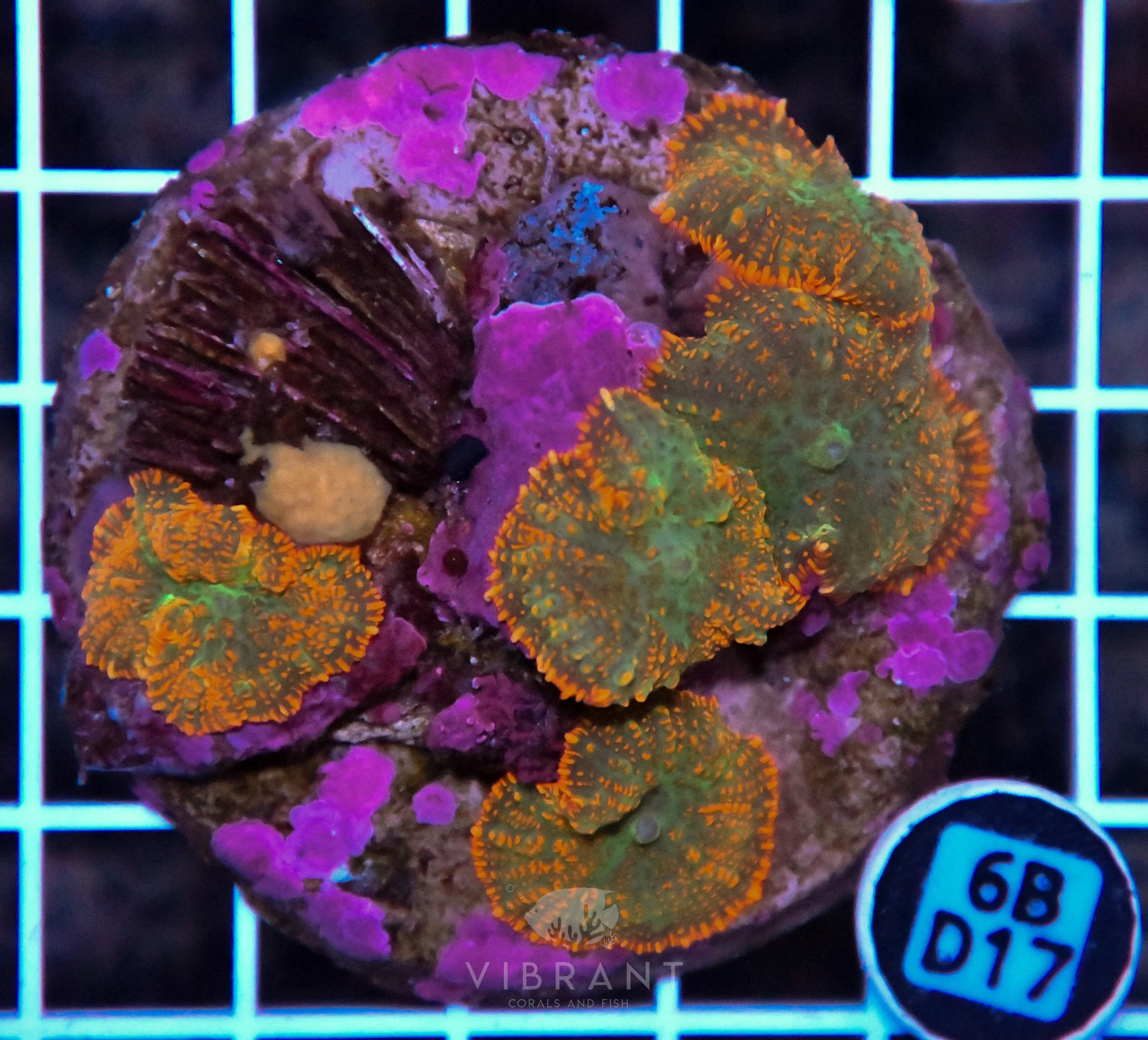 Mushroom INDO