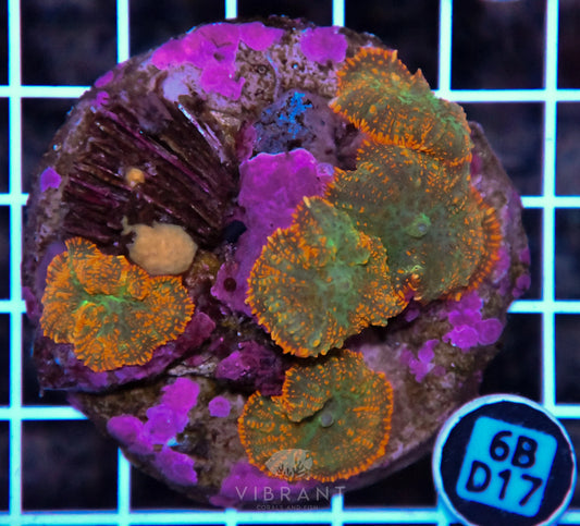 Mushroom INDO