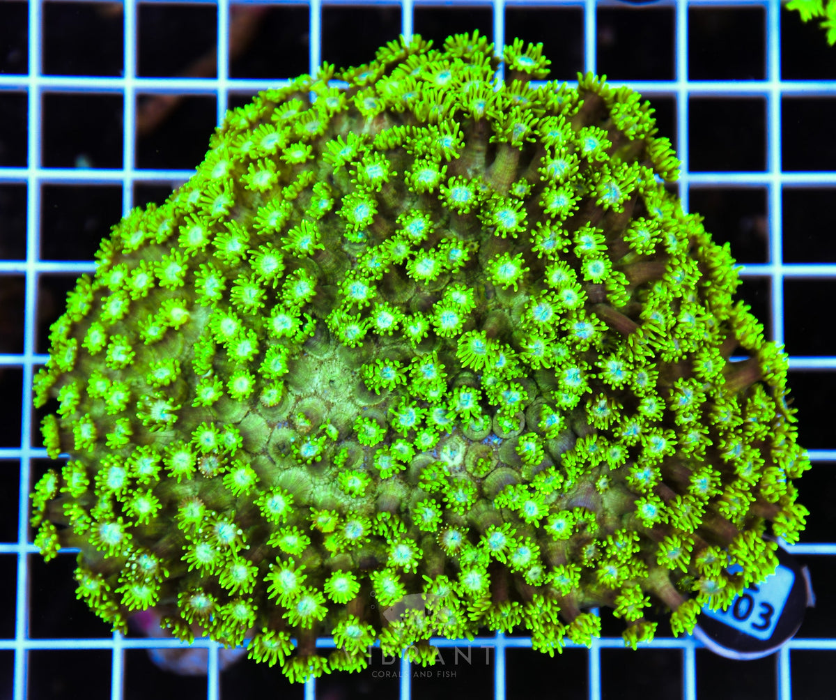 Goniopora AUS