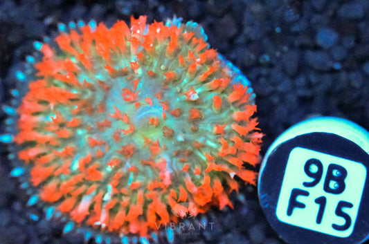 St Thomas Mushroom
