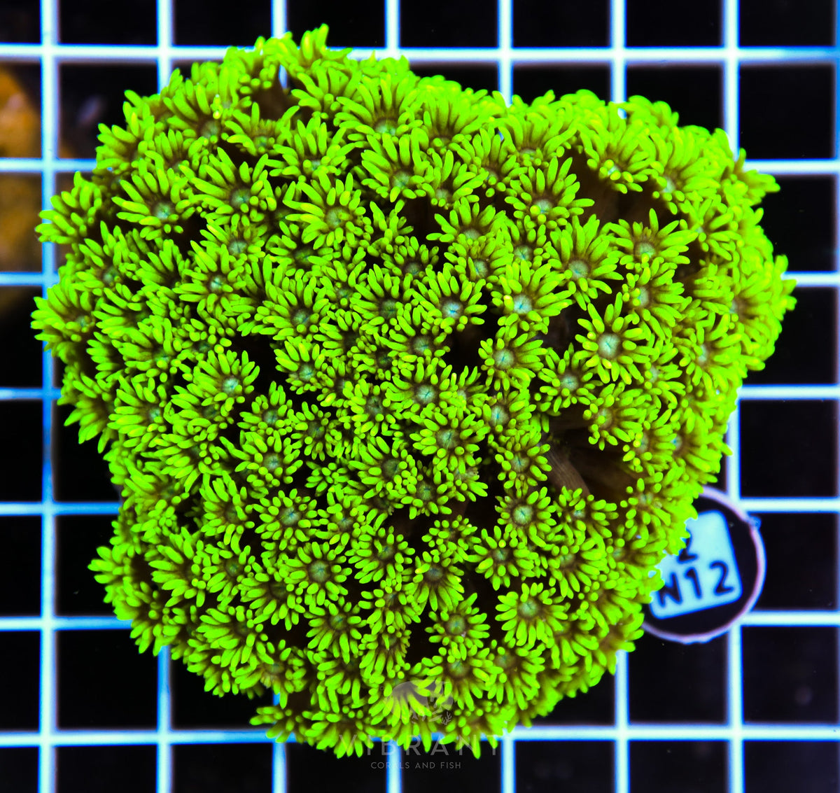 Goniopora AUS