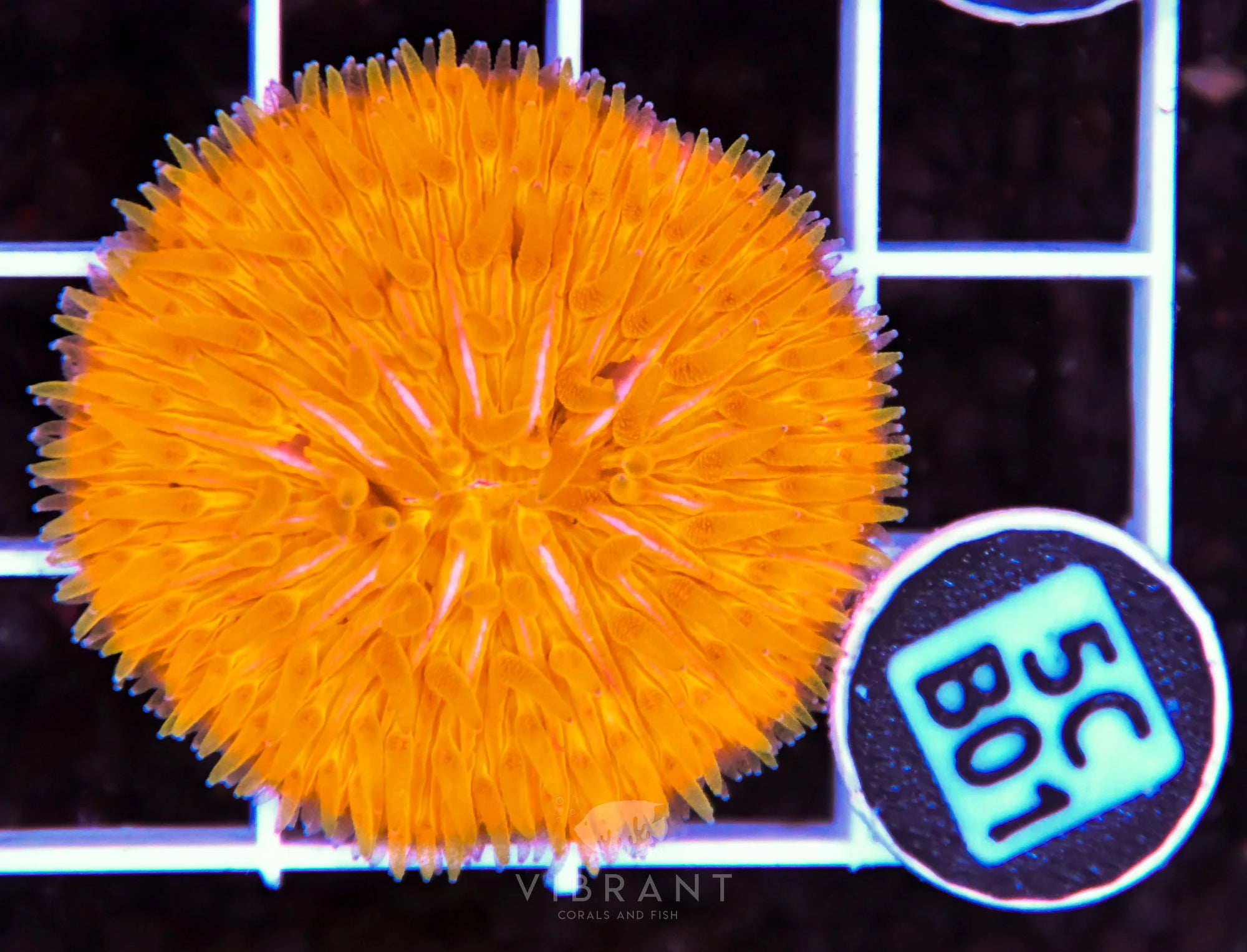Fungia ORANGE AUS
