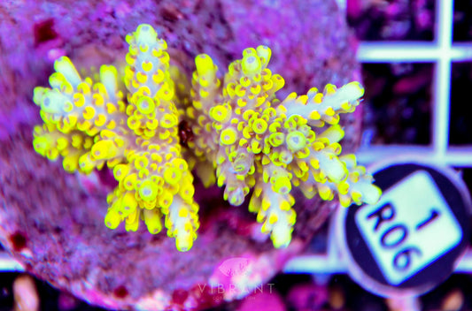 Acro INDO