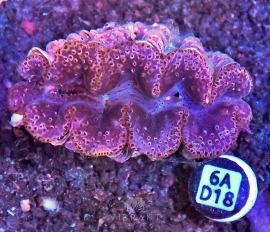 Clam NINGALOO