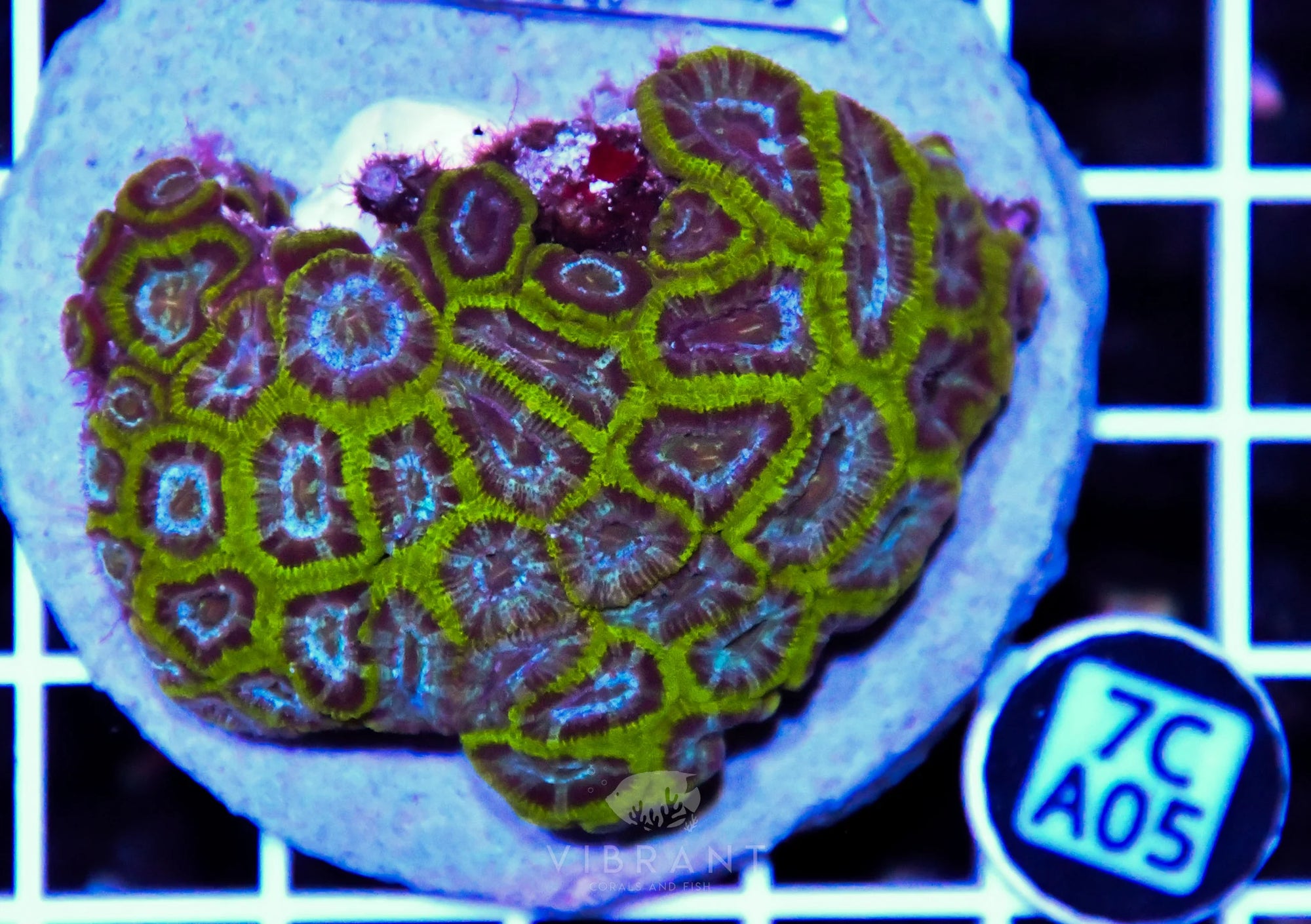 Micromussa INDO