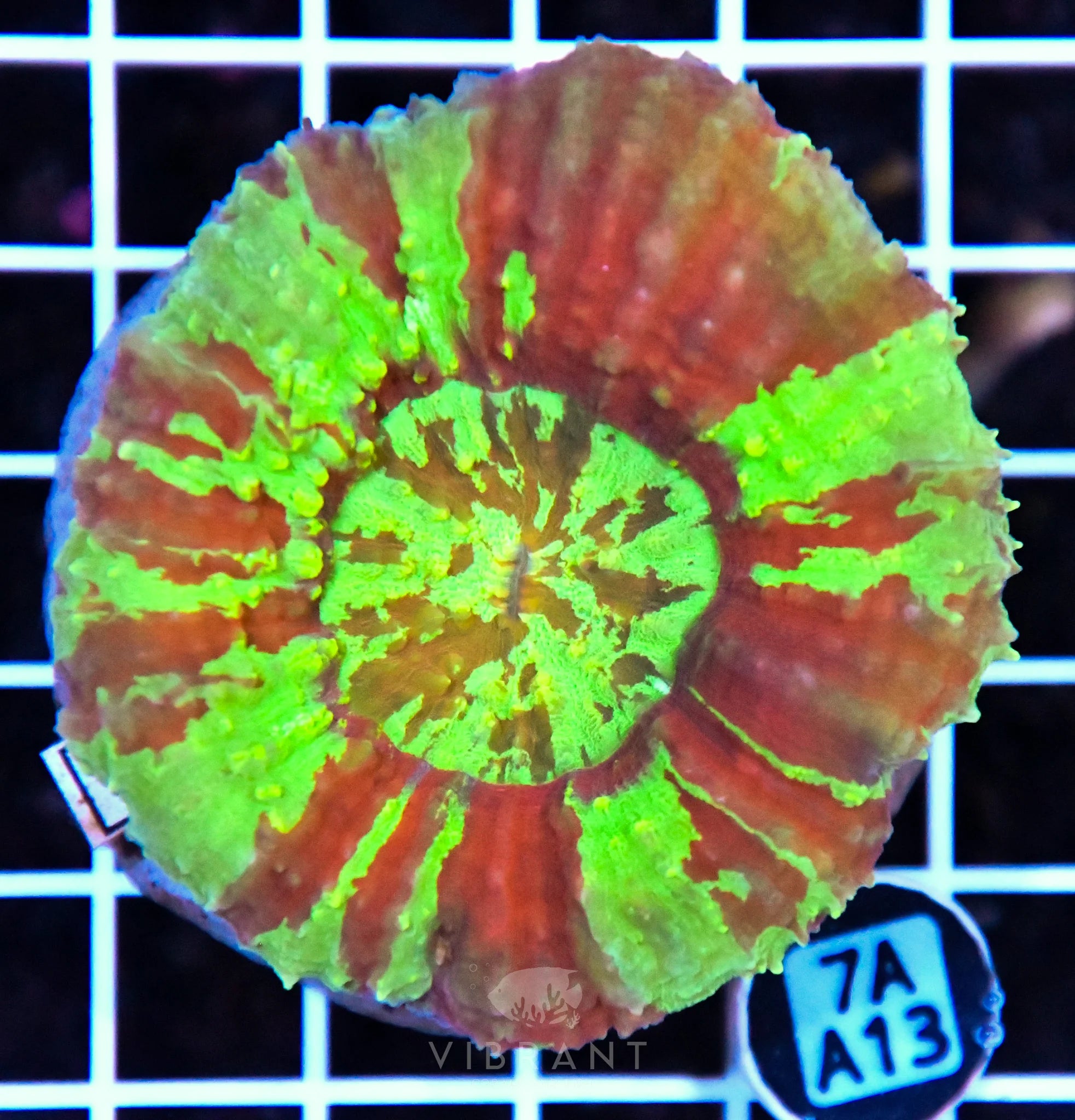 Symphyllia INDO