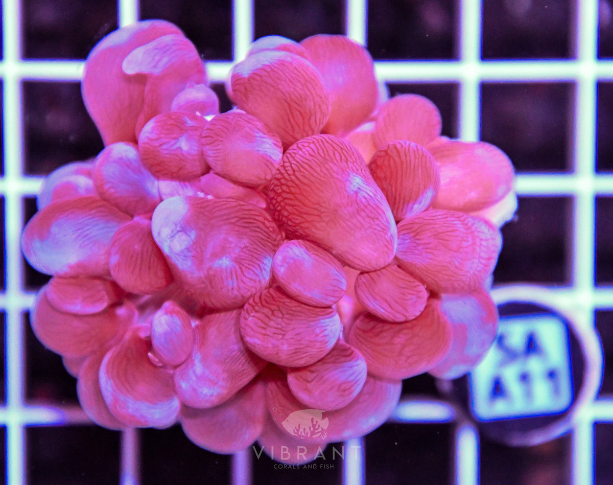Bubble Coral AUS