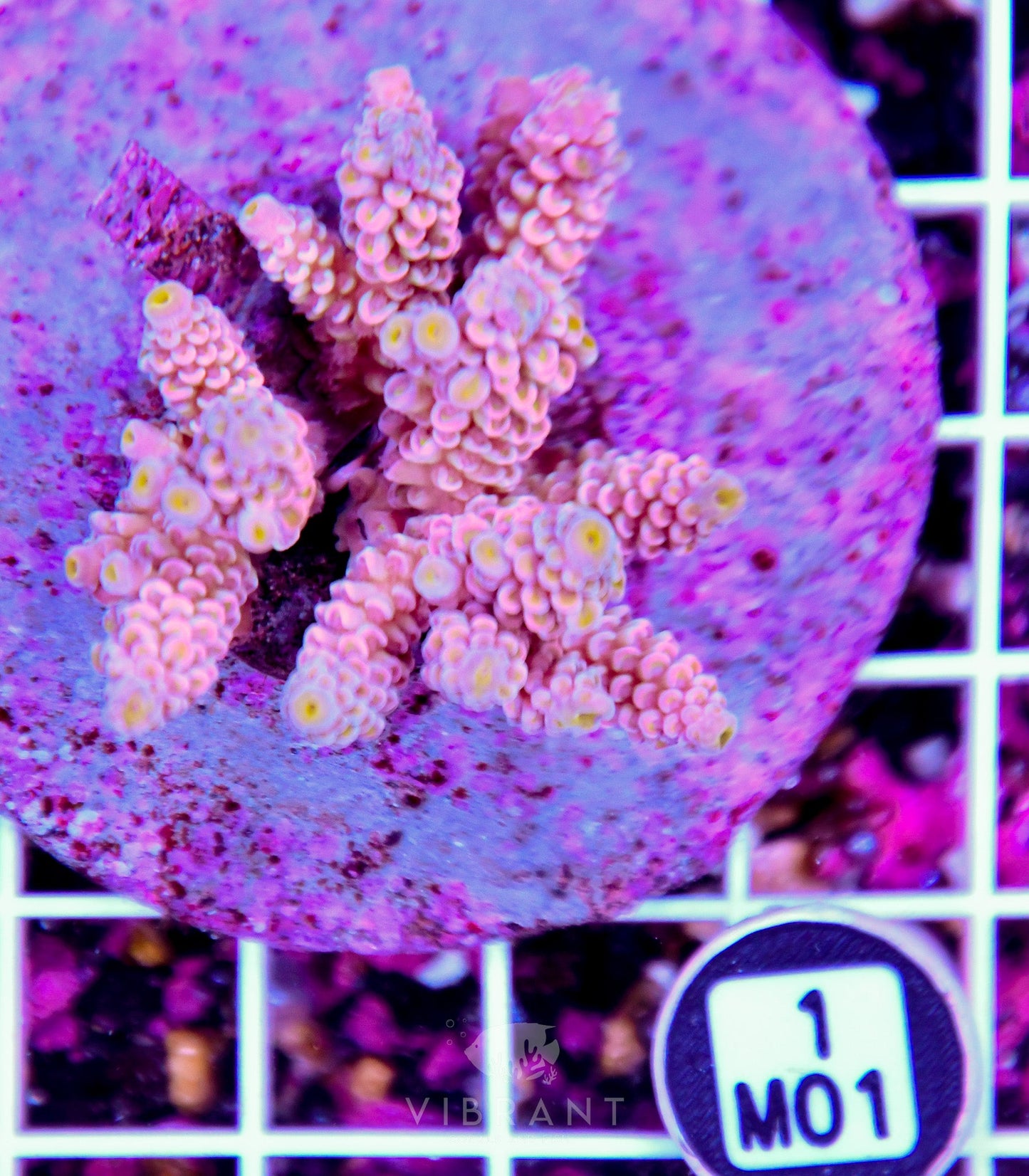 Acro INDO